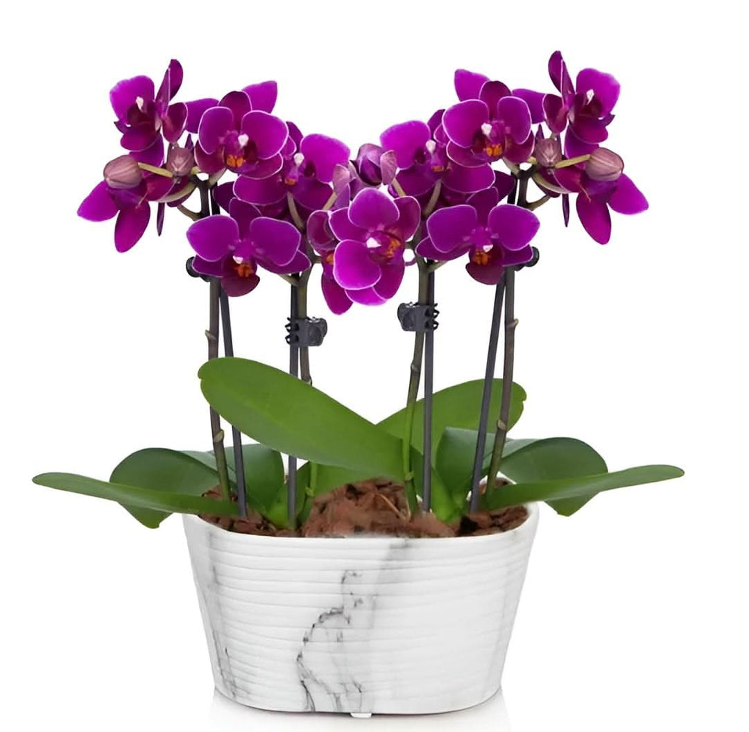 purple hydroponic flower seeds
