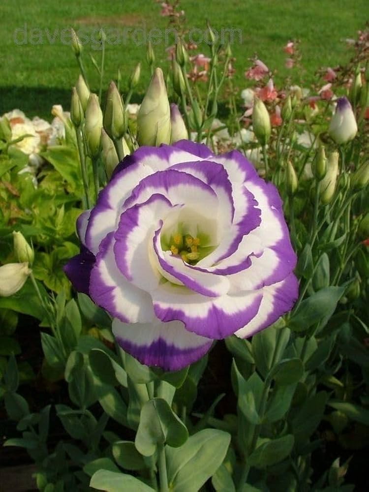 white lisianthus flower seeds