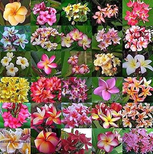 plumeria rubra flower seeds