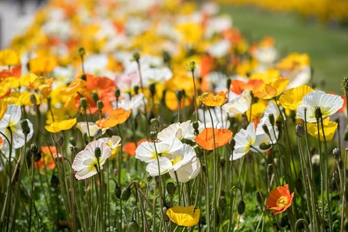 ballerina mix flower seeds