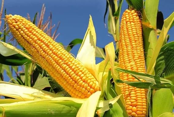 Sweet Corn Golden Bantam Seeds