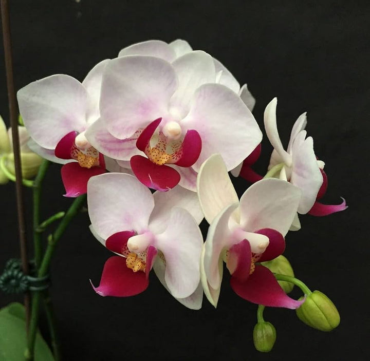 White Orchid Flower Seeds 100 pcs