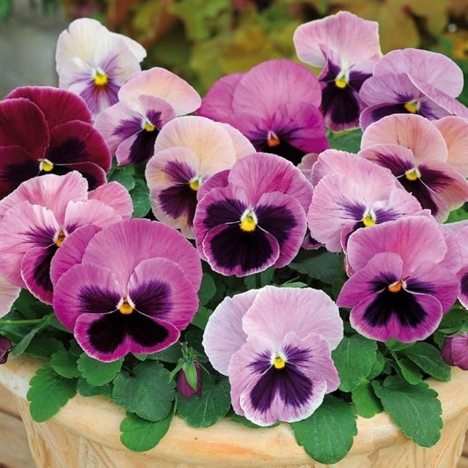 Heirloom Pansy Flower Seeds for Planting, Non-GMO