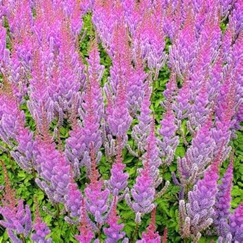 Flower Seeds, Seeds for Planting, Plant Seeds