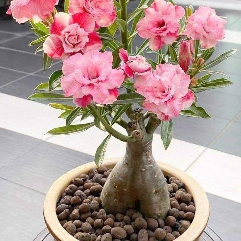 rose rosa flower seeds