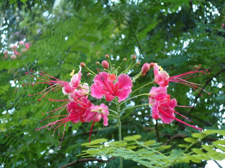 Pink Caesalpinia Flower Seeds for Planting – Heirloom, Non-GMO, High Germination Tropical Garden Seeds