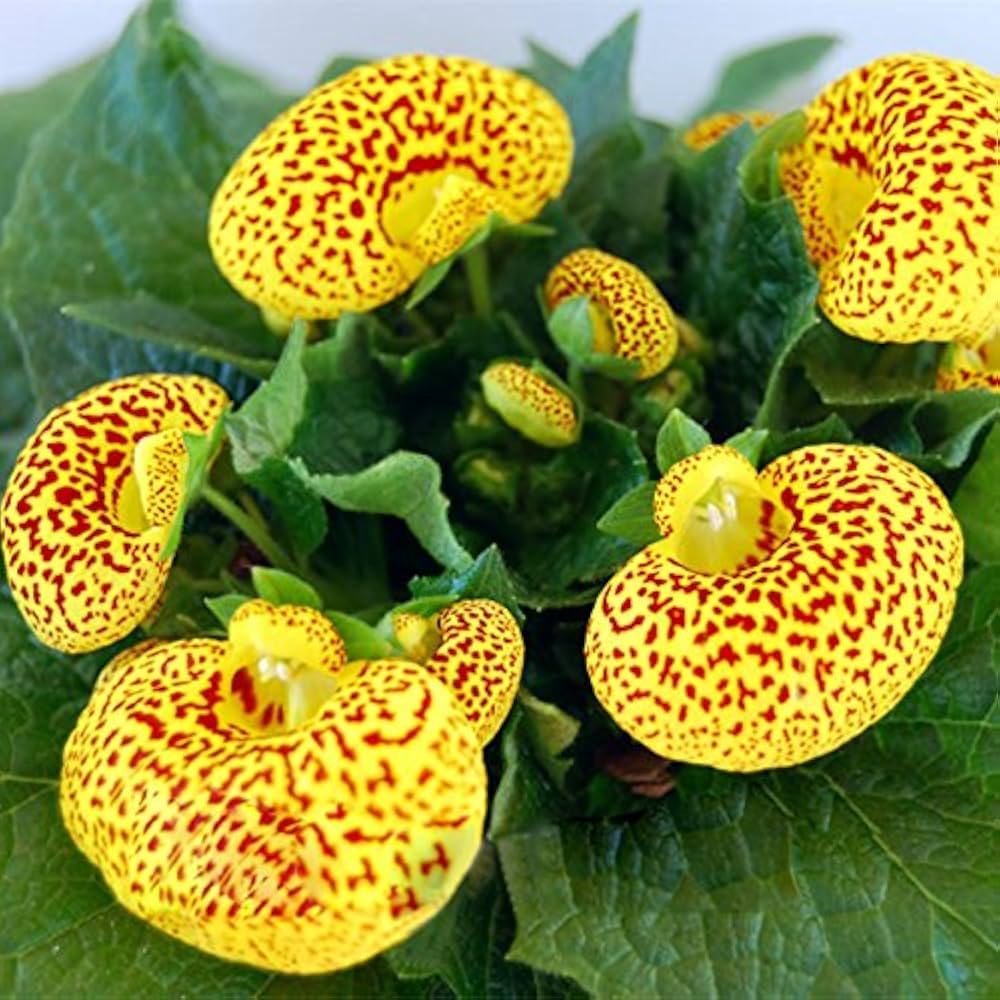ballerina orchid flower seeds