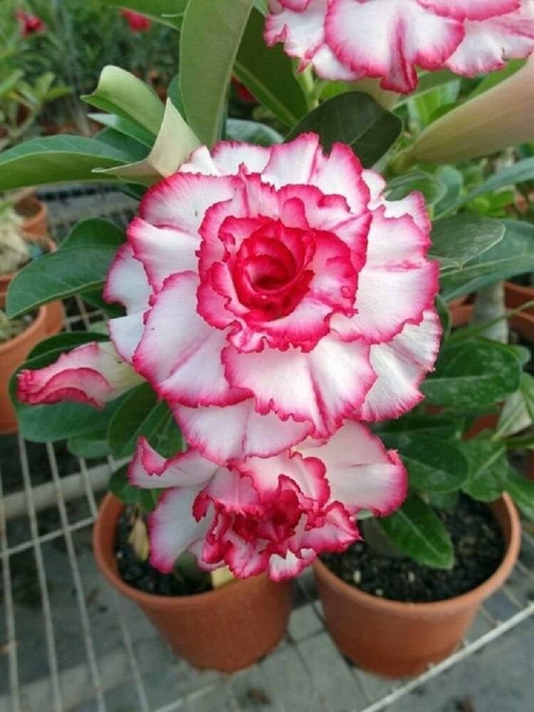 Pink White Adenium Obesum Flower Seeds for Planting - 100 pcs