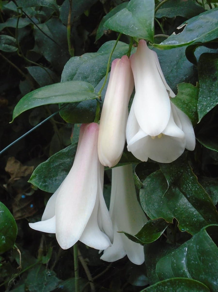 Flower Seeds, Seeds for Planting, Plant Seeds