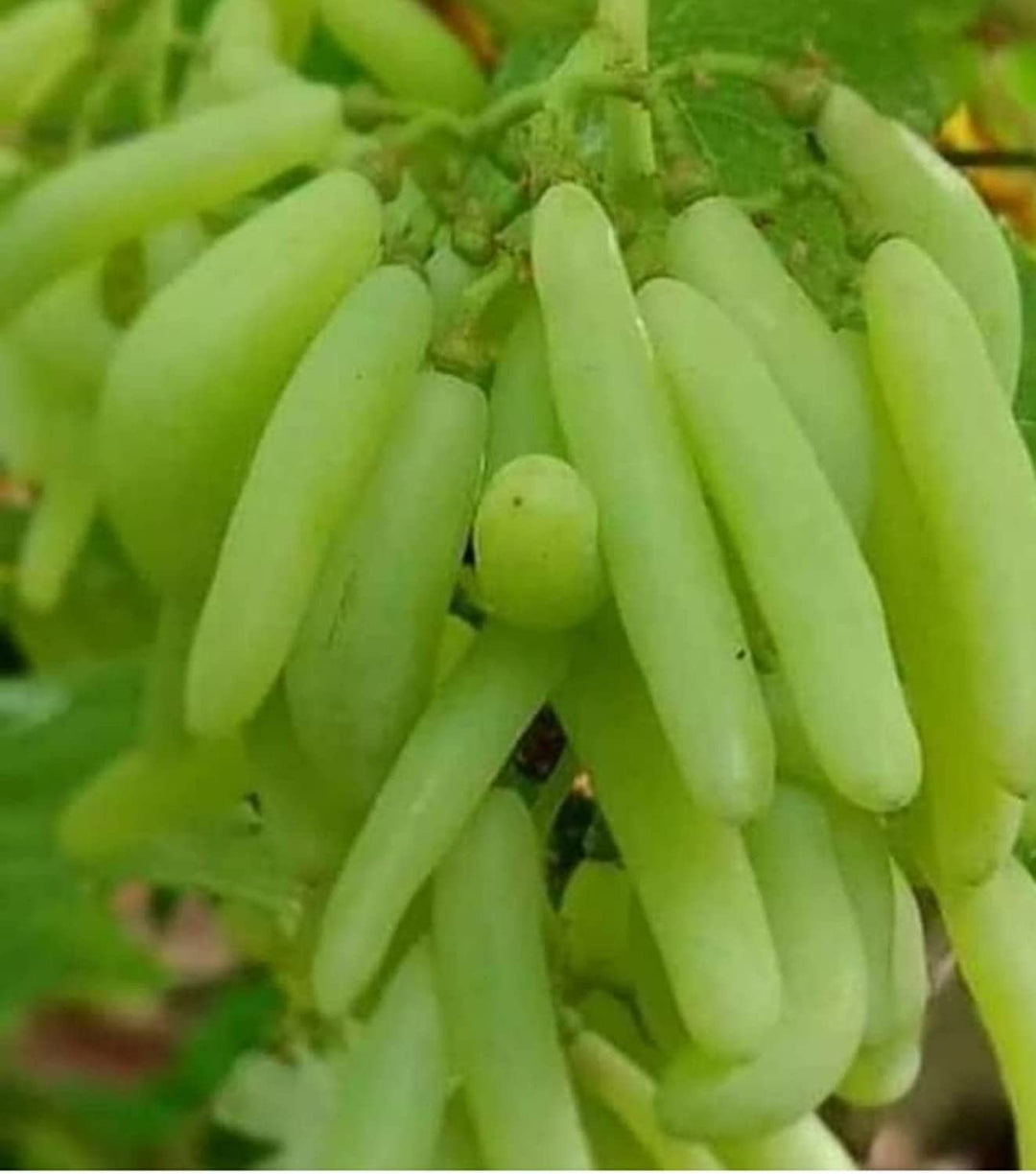 Moon Drop Green Seedless Grapes Fruit Seeds for Planting – Super Sweet Green Grapes, Unique Flavor