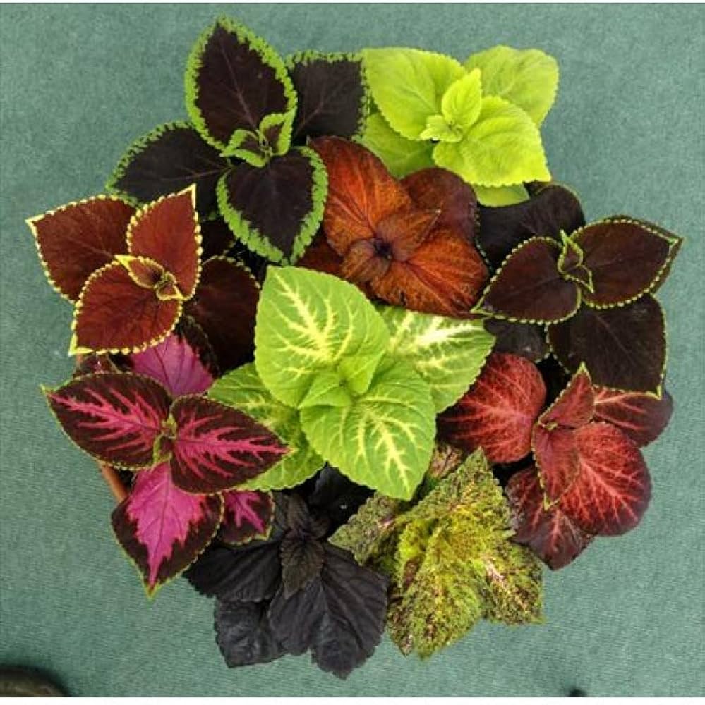 coleus plectranthus flower seeds