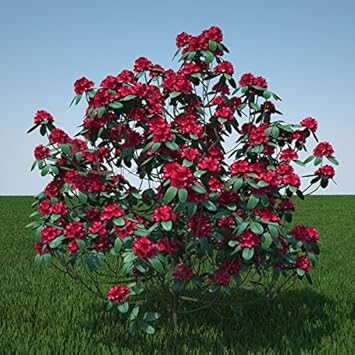 Flower Seeds, Seeds for Planting, Plant Seeds