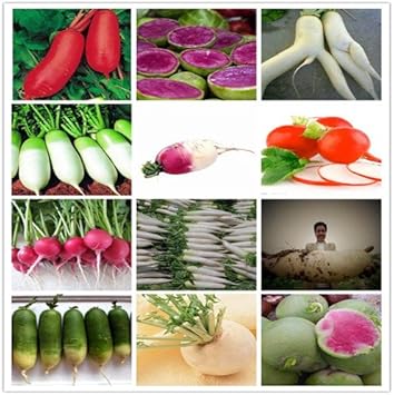 Mixed Radish Seeds for Planting