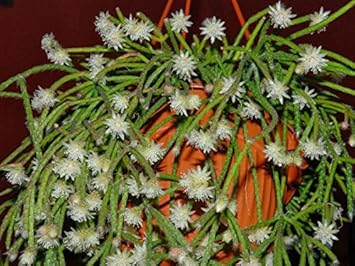 Flower Seeds, Seeds for Planting, Plant Seeds