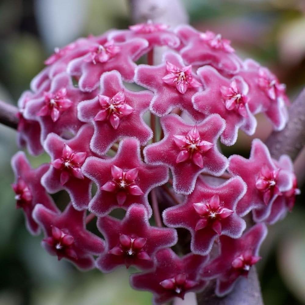 pink hoya flower seeds