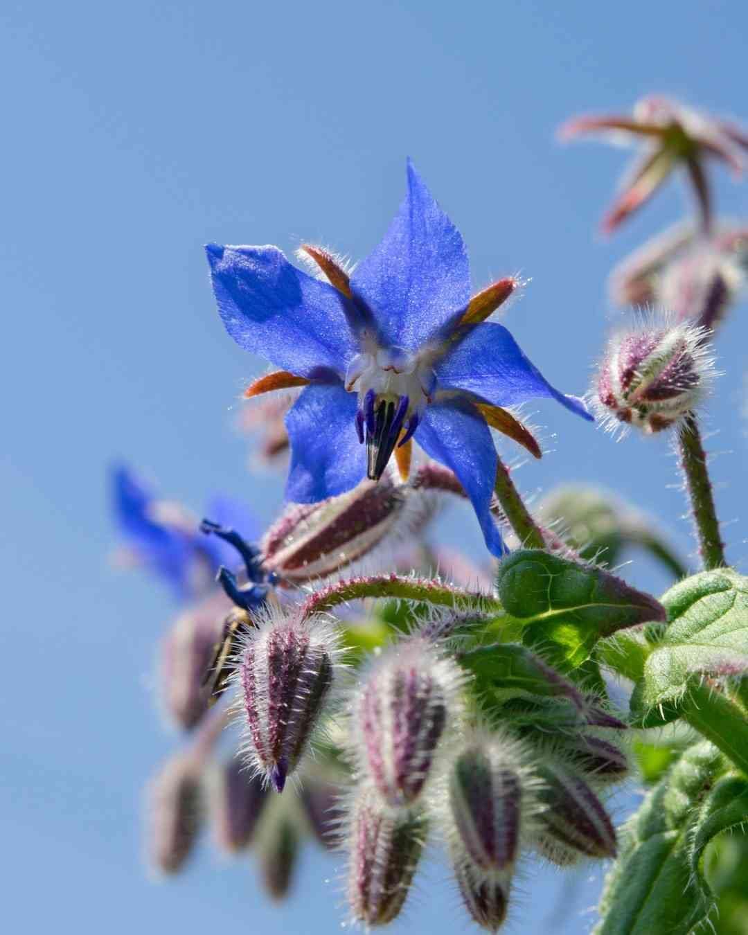 blue dark flower seeds