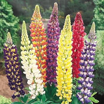 Flower Seeds, Seeds for Planting, Plant Seeds