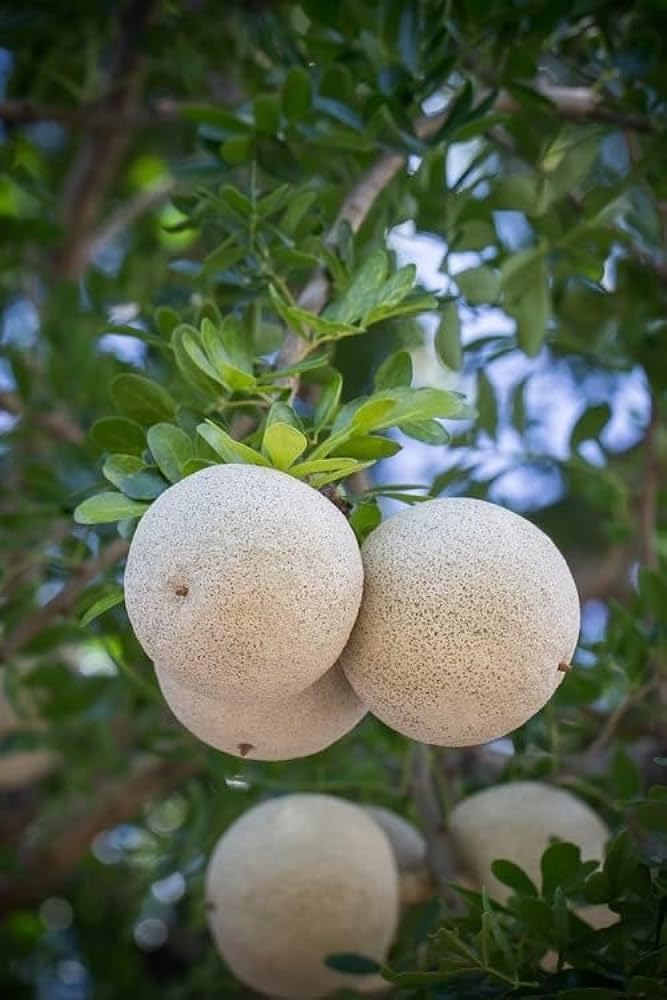 Wood Apple Fruit Seeds for Planting – Heirloom Non-GMO Tropical Tree Seeds