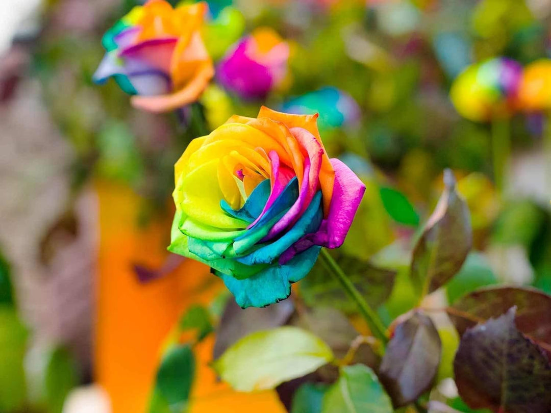 Holland Rose Flower Seeds for Planting - Mixed Colors 100 pcs