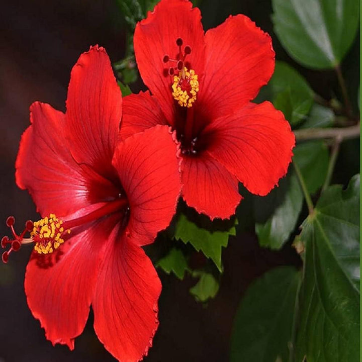 Red Hibiscus Rosa-Sinensis Flower Seeds – Heirloom, Non-GMO Flower Seeds for Planting