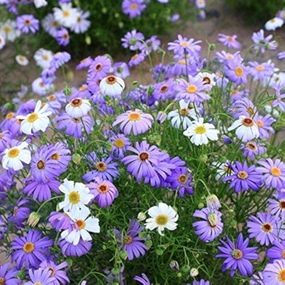daisy brachyscome flower seeds