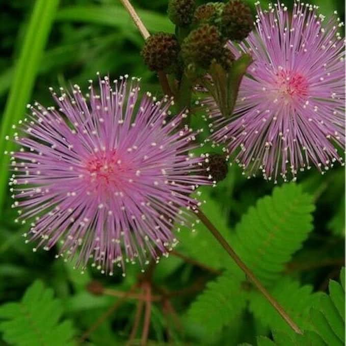 mimosa fun flower seeds