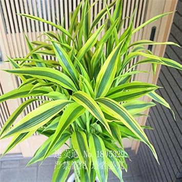green dracaena flower seeds