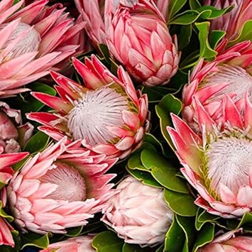Flower Seeds, Seeds for Planting, Plant Seeds