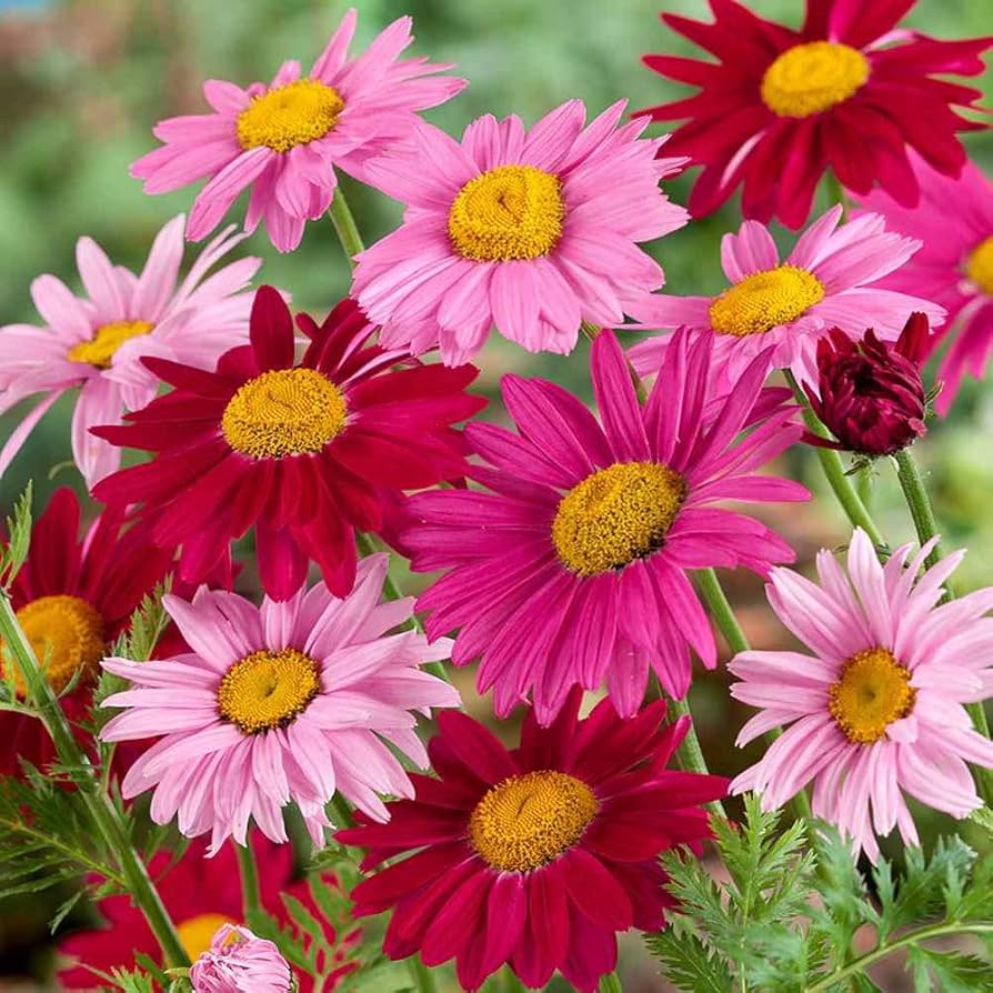 chrysanthemum chrysanthemum flower seeds