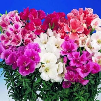 heirloom godetia flower seeds
