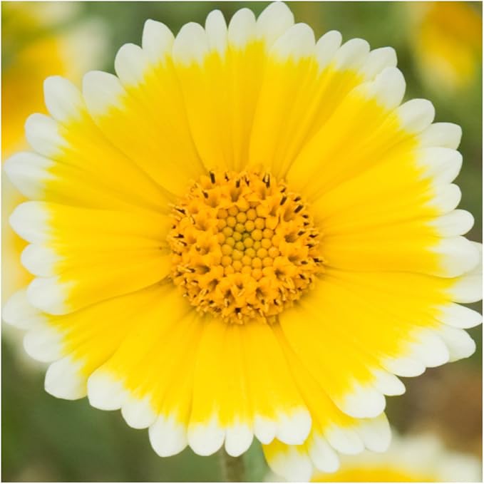 tidy tips flower seeds