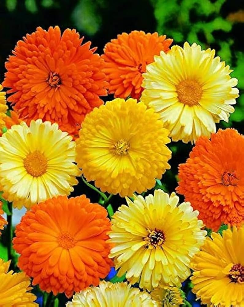 calendula for flower seeds