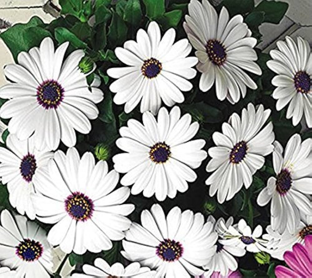 Heirloom Non-GMO Eyed Flower Seeds for Planting – Unique Ornamental Garden Blooms | High Germination