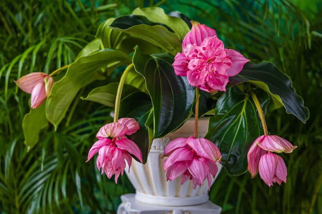 pink myriantha flower seeds