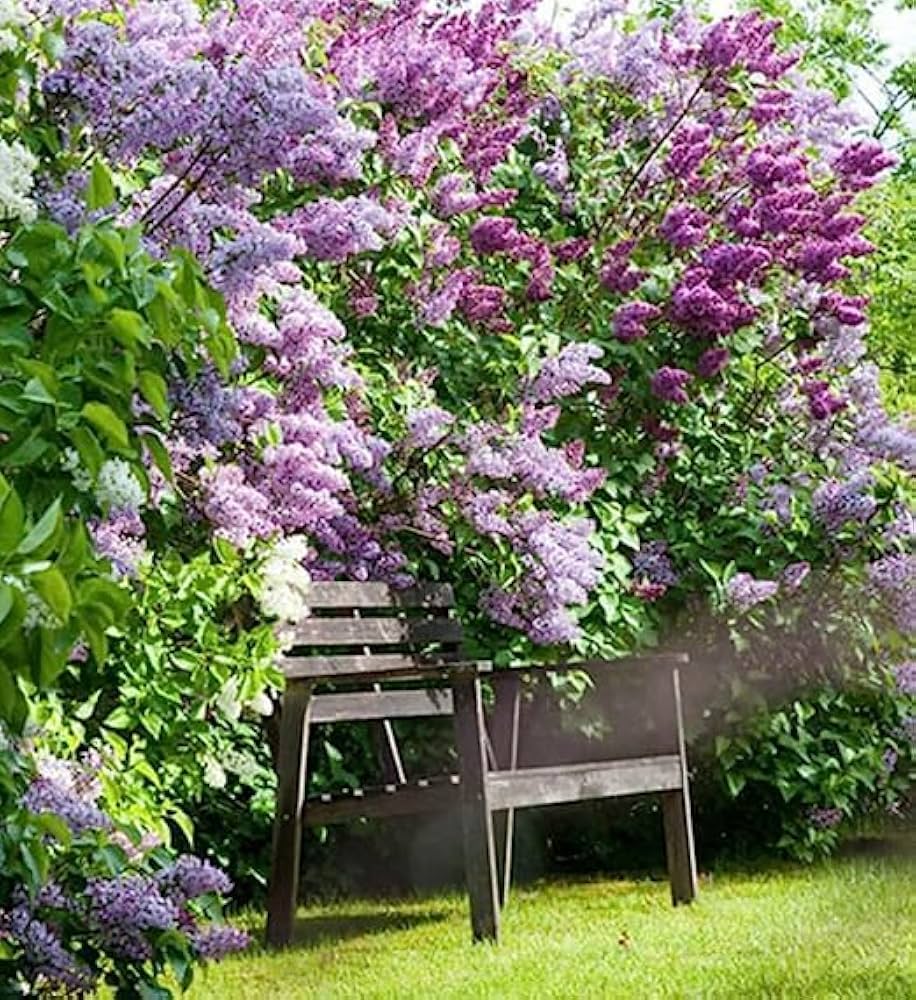 lilac for flower seeds