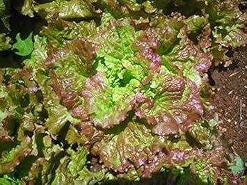 Green Brown Prizehead Lettuce Seeds for Planting