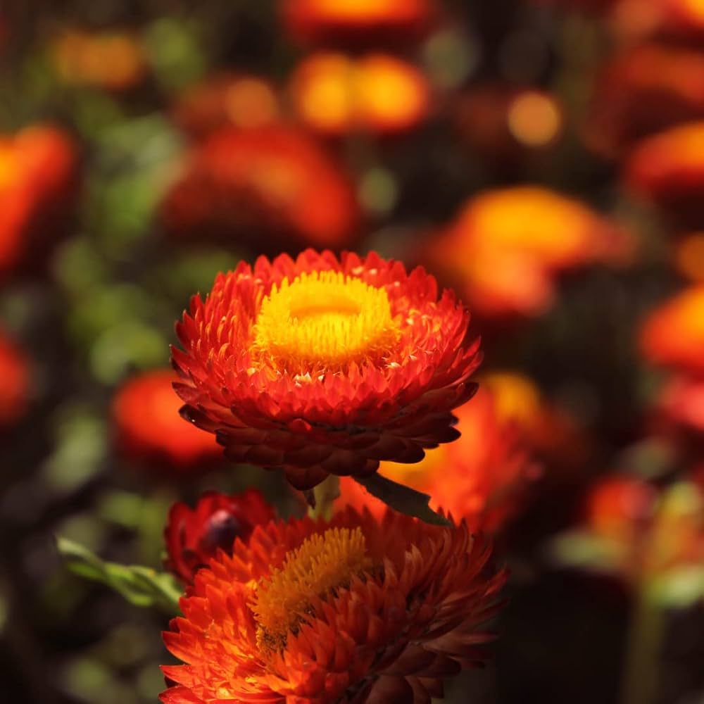 orange double flower seeds