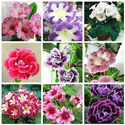 brazilian gloxinia flower seeds