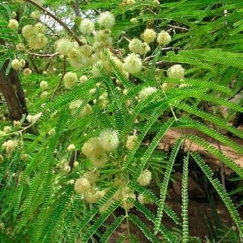 green desert flower seeds
