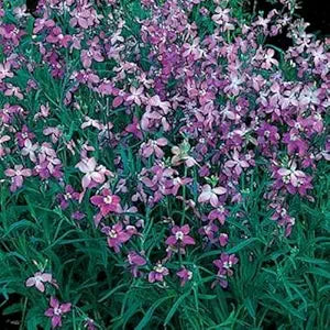 lavender scented flower seeds