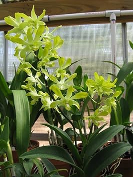 Flower Seeds, Seeds for Planting, Plant Seeds