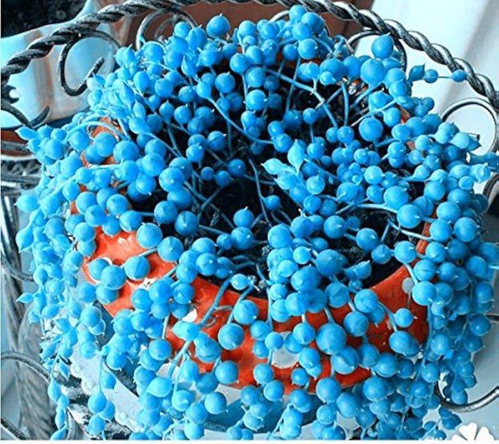 Heirloom Non-GMO Pearl Chlorophytum Herb Seeds – Easy-Grow Indoor Plant Seeds, High Germination Organic Seeds