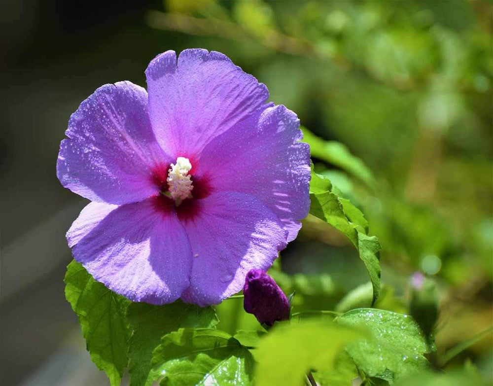 Heirloom Non-GMO Lavender Hibiscus Flower Seeds for Garden Planting | High Germination Organic Garden Seeds