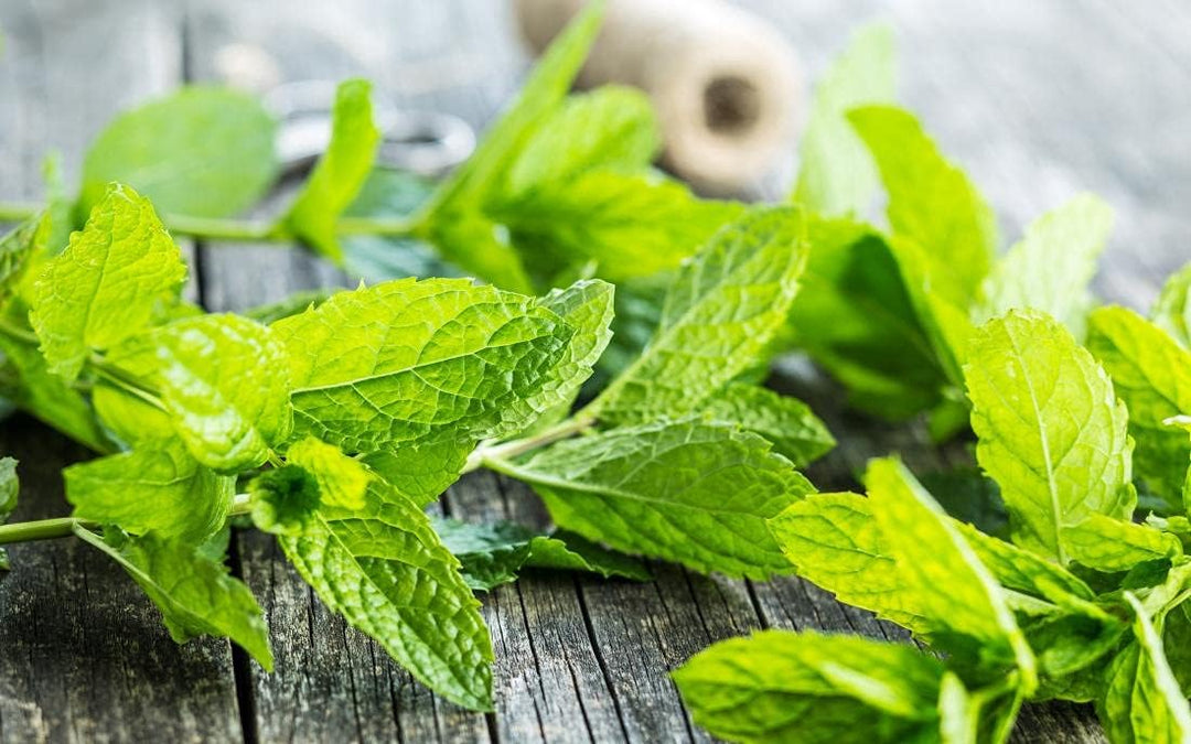 seeds for mint plant Mint Plant Seeds for Planting, 100 pcs – Beautiful Blooms, Flower Seeds – Neeraseeds