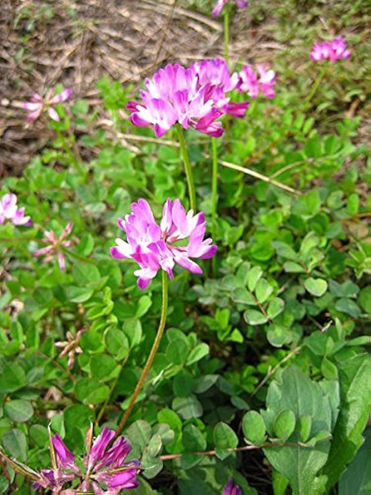 chinese milkvetch flower seeds