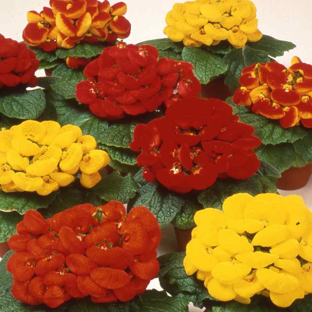 Mixed Calceolaria Flower Seeds for Planting - 100 pcs