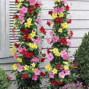 Flower Seeds, Seeds for Planting, Plant Seeds