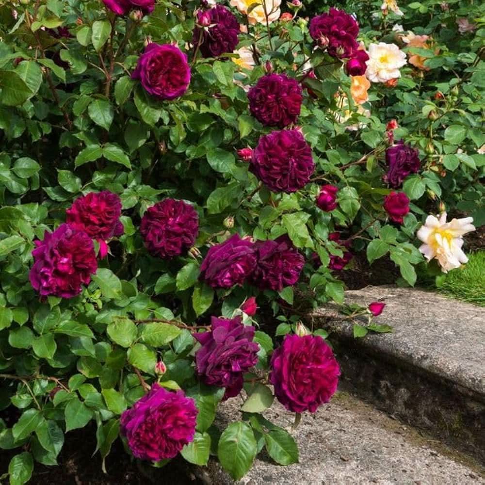 purple pink flower seeds