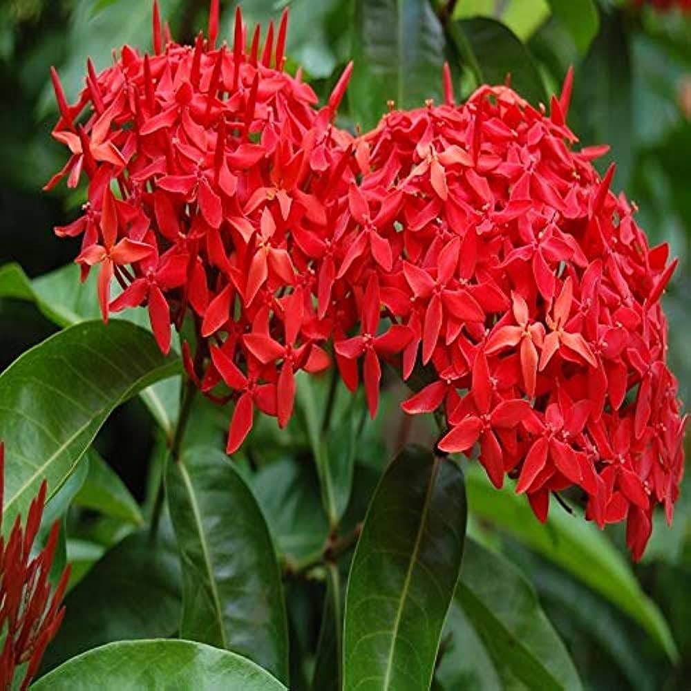 Red Ixora Flower Seeds for Planting - 100 pcs