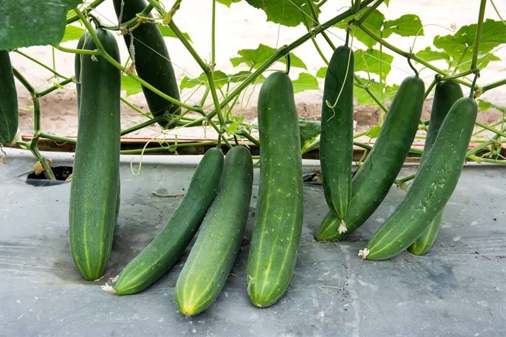 holland baby flower seeds